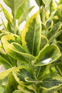 Euonymus jap. 'Aureomarginatus' ( 'el. aureus') 60- 80 C10 - afbeelding 2