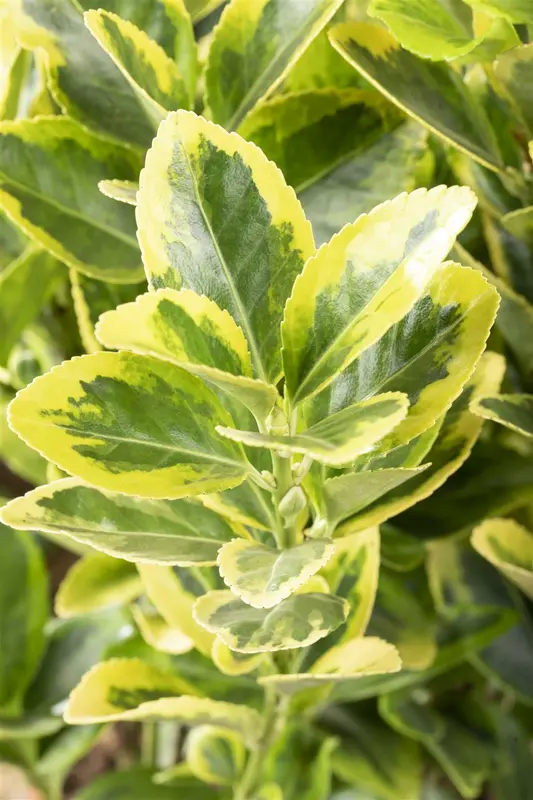 Euonymus jap. 'Aureomarginatus' ( 'el. aureus') 60- 80 C10 - afbeelding 4
