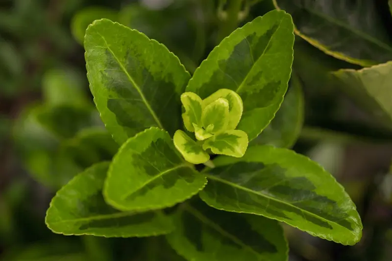Euonymus jap. 'Aureomarginatus' ( 'el. aureus') 60- 80 C10 - afbeelding 1