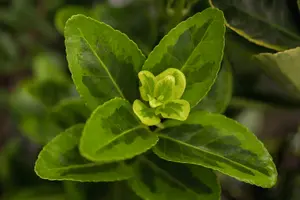 Euonymus jap. 'Aureomarginatus' ( 'el. aureus') 60- 80   C10 - afbeelding 1