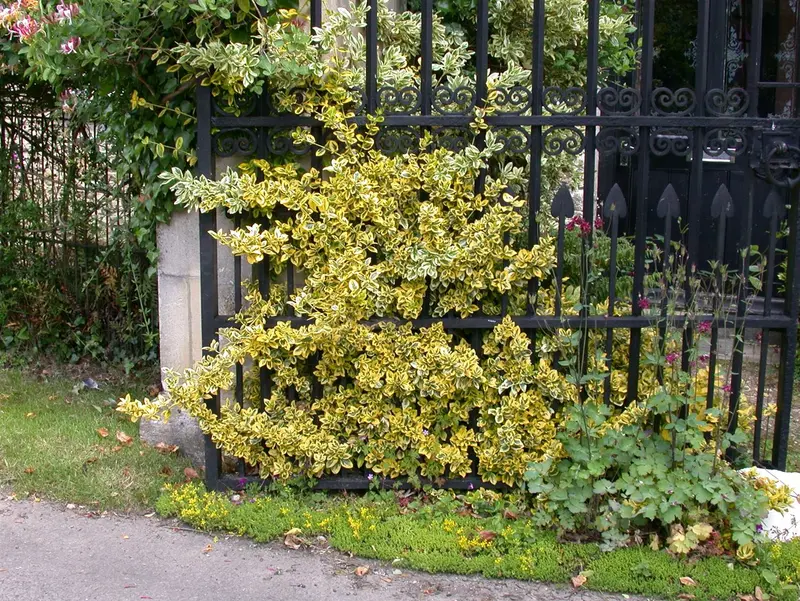 Euonymus jap. 'Aureomarginatus' ( 'el. aureus') 60- 80 C10 - afbeelding 5