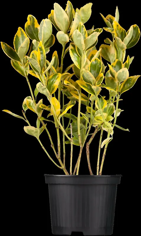 Aureomarginatus - afbeelding 1