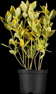 Aureomarginatus - afbeelding 5