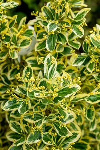 Euonymus jap. 'Bravo' OP REK 180X110 C60 - afbeelding 3