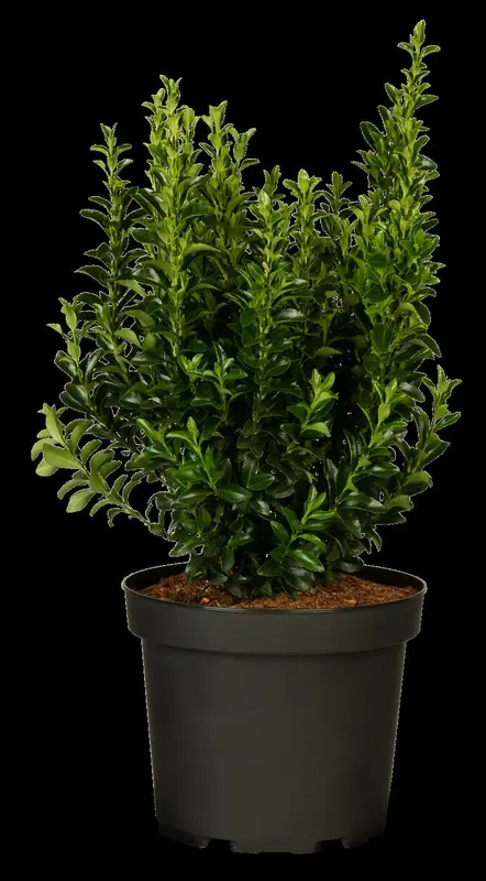 Green Spire - afbeelding 3