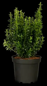Green Spire - afbeelding 3
