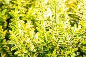 Microphyllus Pulchellus - afbeelding 3