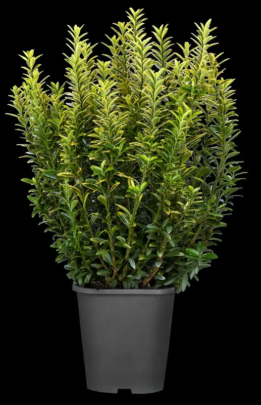 Microphyllus Pulchellus - afbeelding 4