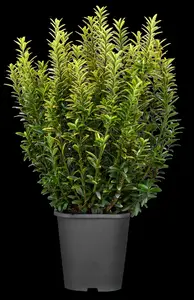 Microphyllus Pulchellus - afbeelding 4