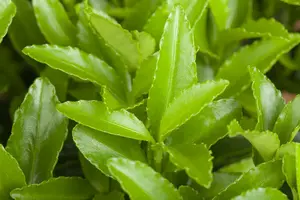 Euonymus jap. 'Microphyllus' 20- 30   C - afbeelding 2