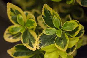 Ovatus Aureus - afbeelding 2