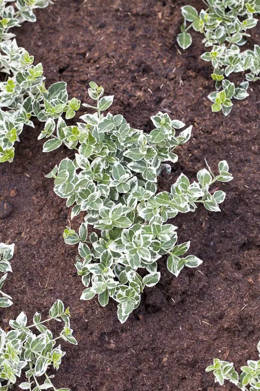 euonymus japonicus (60- 80cm) - afbeelding 5
