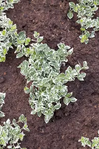 euonymus japonicus (60- 80cm) - afbeelding 5