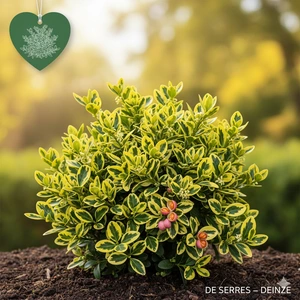 Euonymus japonicus 'Aureus' C (20- 25)