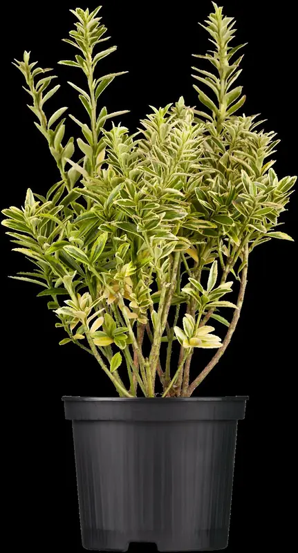 euonymus japonicus C60 - afbeelding 2