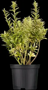 euonymus japonicus C60 - afbeelding 2