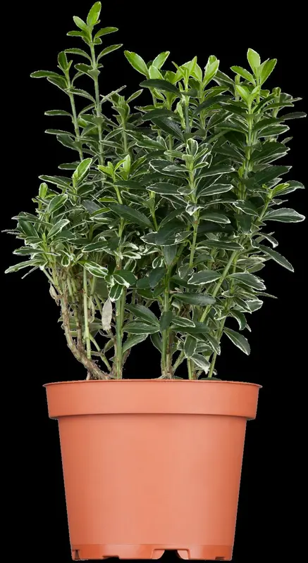 euonymus japonicus C60 - afbeelding 1