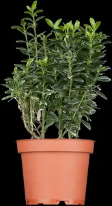 euonymus japonicus C60 - afbeelding 5