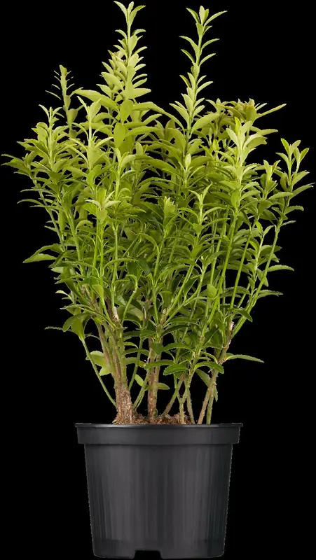 euonymus japonicus C60 - afbeelding 3