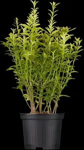euonymus japonicus C60 - afbeelding 3