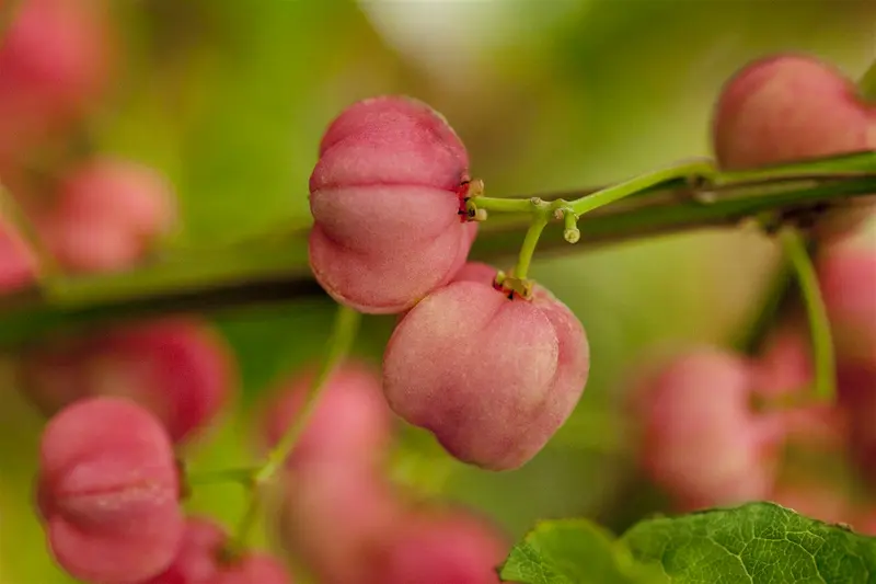 Euonymus phellomanus 300-350 DKL MRST EXTRA - afbeelding 1