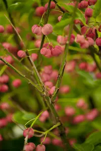 Euonymus phellomanus STAM/120 C10 - afbeelding 2