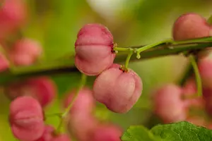 Euonymus phellomanus STAM/120 C10