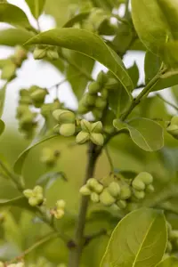 Euonymus planipes STAM/120 C10 - afbeelding 1