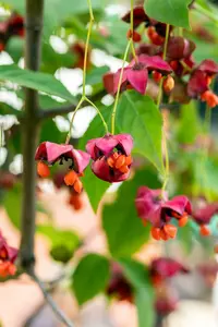 Euonymus planipes STAM/120 C10 - afbeelding 3