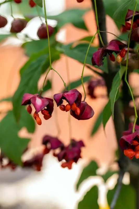 Euonymus planipes STAM/120 C10 - afbeelding 5