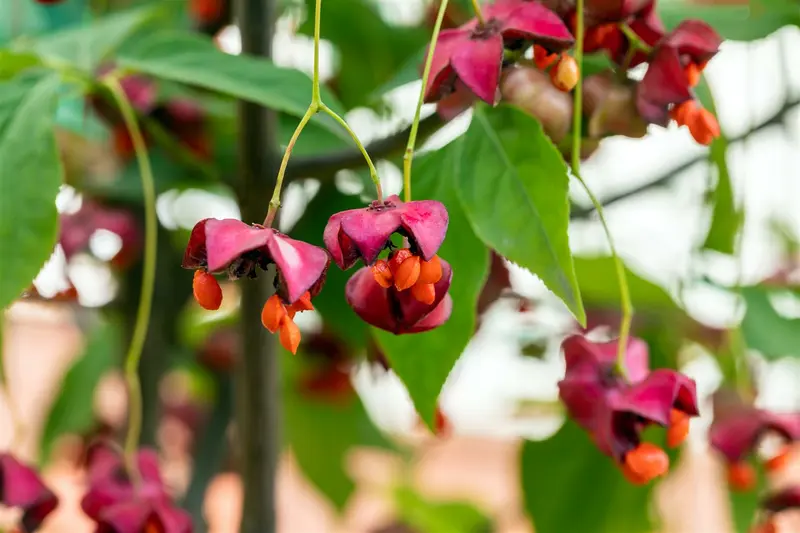 Euonymus planipes STAM/120 C10 - afbeelding 2