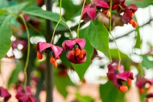 Euonymus planipes STAM/120 C10 - afbeelding 2