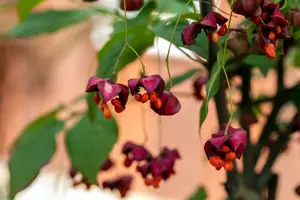 Euonymus planipes STAM/120 C10 - afbeelding 4