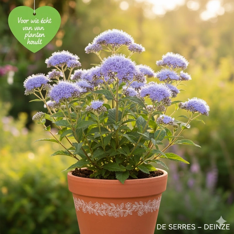 Eupatorium coelestinum P9