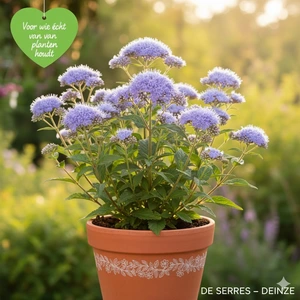 Eupatorium coelestinum P9