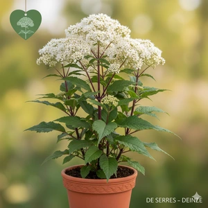 Eupatorium fistulosum 'Bartered Bride' P9