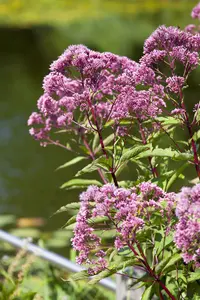 eupatorium mac. 'atropurpureum' P7