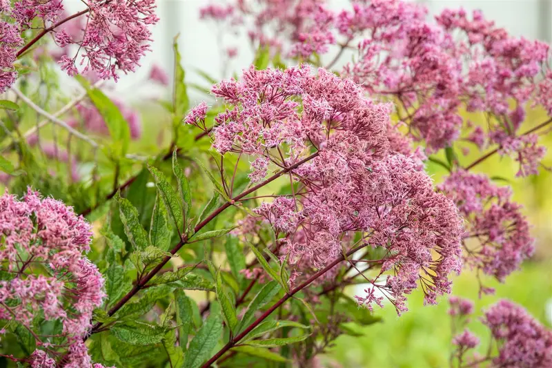 Purple Bush - afbeelding 2