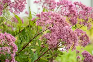 Purple Bush - afbeelding 2