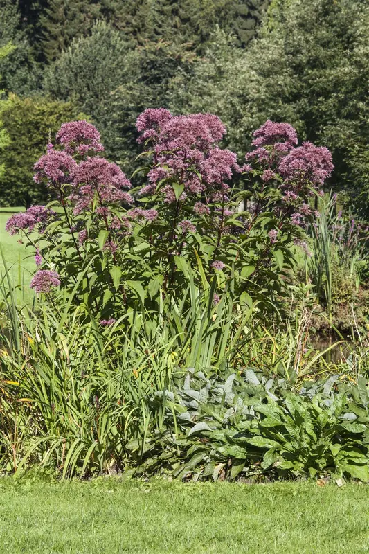 purpureum - afbeelding 8