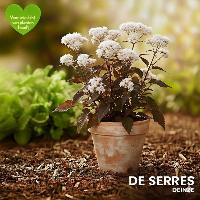 Eupatorium rugosum 'Braunlaub' P9