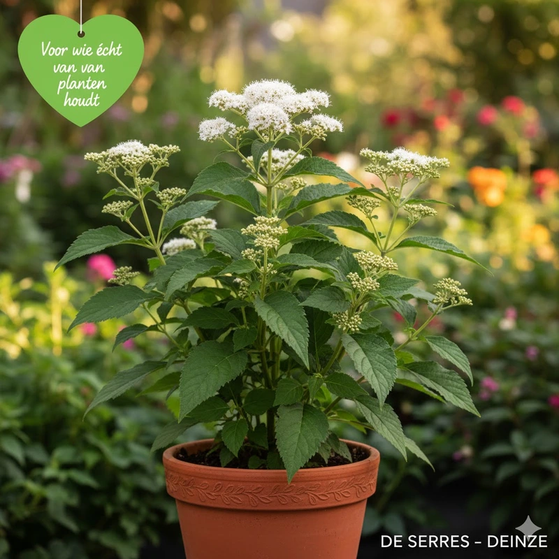 Eupatorium rugosum P9