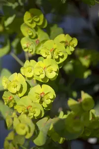 amygdaloides - afbeelding 1