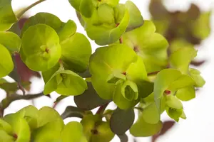 amygdaloides - afbeelding 3