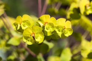 amygdaloides - afbeelding 4