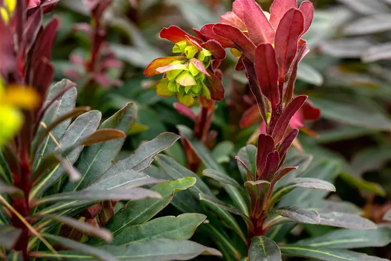 Purpurea - afbeelding 4