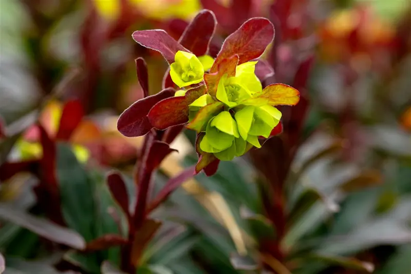 Purpurea - afbeelding 5