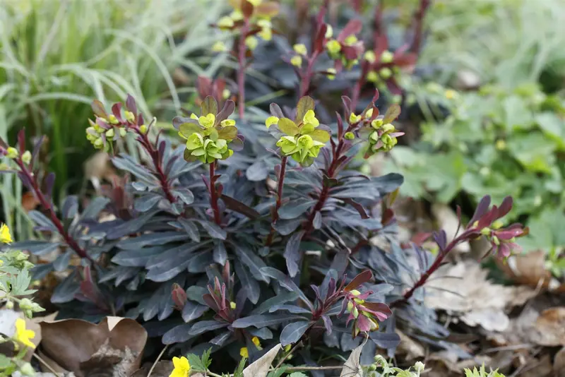 Purpurea - afbeelding 2