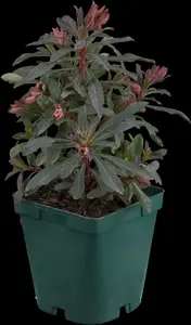 Purpurea - afbeelding 5