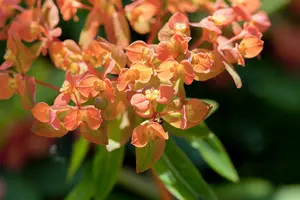 Purpurea - afbeelding 8